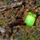 Illustration for article titled These Larvae Glow in the Dark, Then Eat You